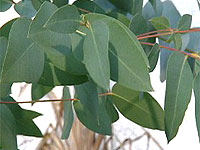 Eucalyptus dalrympleana; Rechte WDR (TV-Bild)