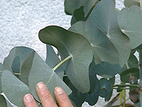 Eucalyptus perriniana; Rechte WDR (TV-Bild)