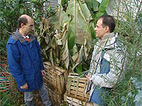 Michael Lorek und Markus Phlippen vor der japanischen Faserbanane (Musa basjoo); Rechte WDR (TV-Bild)