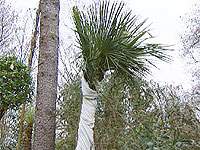 Trachycarpus wagnerianus; Rechte WDR (TV-Bild)